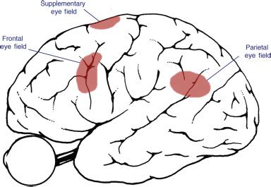 Eye Movement Disorders: Conjugate Gaze Abnormalities | Ento Key