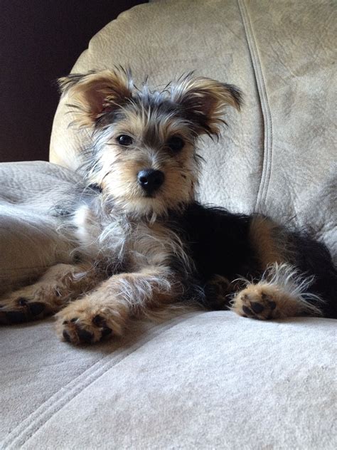 Snorkie- yorkie and schnauzer mix! I will have one someday.. and name ...