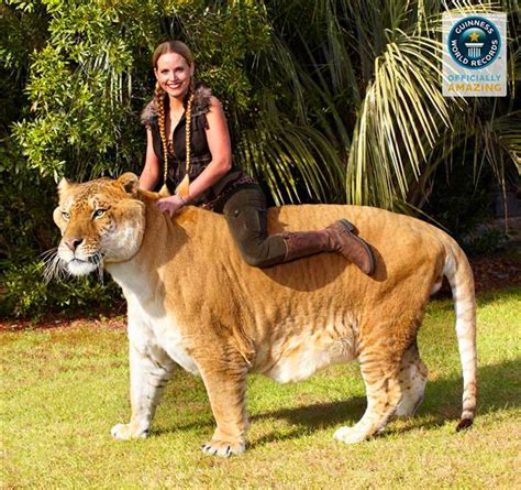 Liger Hercules in Guinness Book of World Records