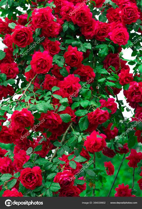 Natural Rose Flower Garden Photos | Best Flower Site