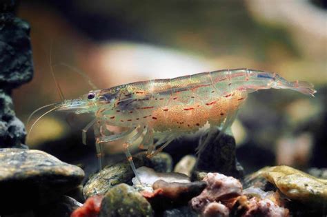 20 Popular Freshwater Shrimp Types for Your Tank | Fishkeeping World