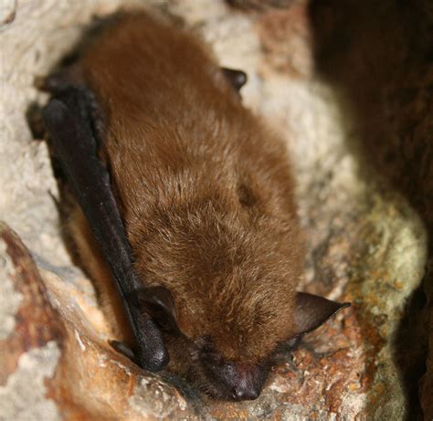 Big Brown Bat - Shenandoah National Park (U.S. National Park Service)