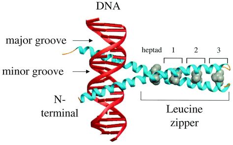 which of the following interactions hold the leucine zipper together ...