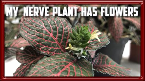 My Nerve Plant Has Flowers! - YouTube