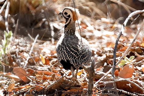 Montezuma Quail