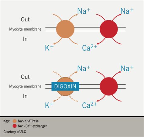 Digoxin: current clinical uses and management of toxicity