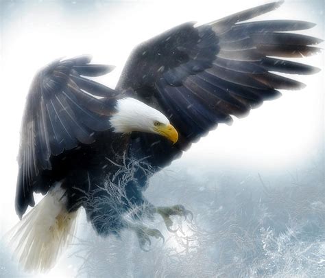 Eagle Symbolism and Meaning (Totem, Spirit, and Omens) - Sonoma Birding