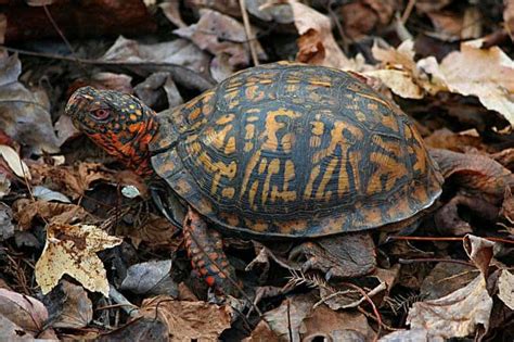 10 Species of Turtles in Georgia (With Pictures) - Wildlife Informer