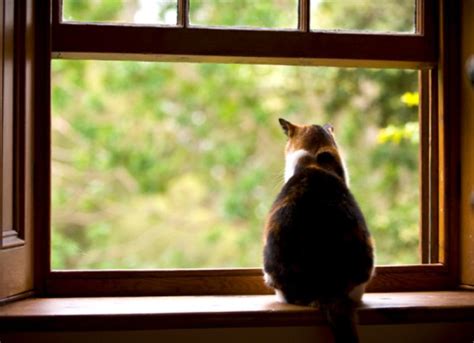 Can an Indoor Cat Be a Part-Time Outdoor Cat? | PetMD