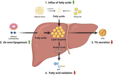 Non Alcoholic Liver Cirrhosis Diet - Best Culinary and Food