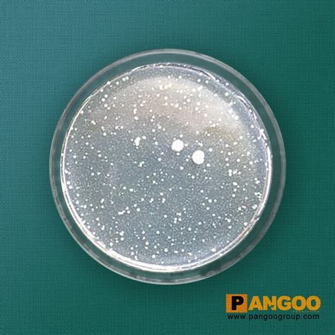 Denitrifying Bacteria Good Quality Reasonable Price - PANGOO