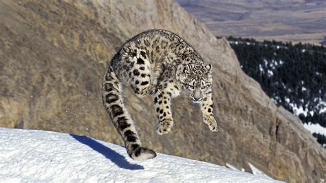 A snow leopard in its natural habitat. Picture: Alamy | Snow leopard ...