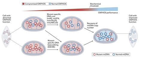 Trends And Prospects In Mitochondrial Genome Editing, 56% OFF