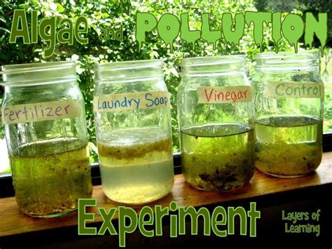 10 Lovable High School Biology Experiment Ideas 2024