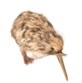 Kiwi Bird - The National Symbol Of New Zealand | Visa First Blog