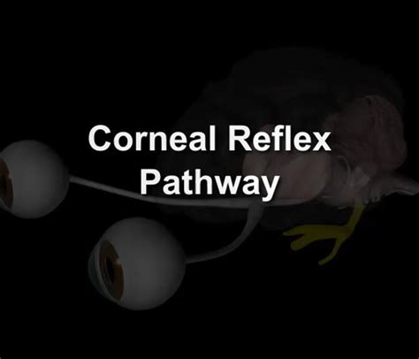 Corneal Reflex Pathway Flowchart