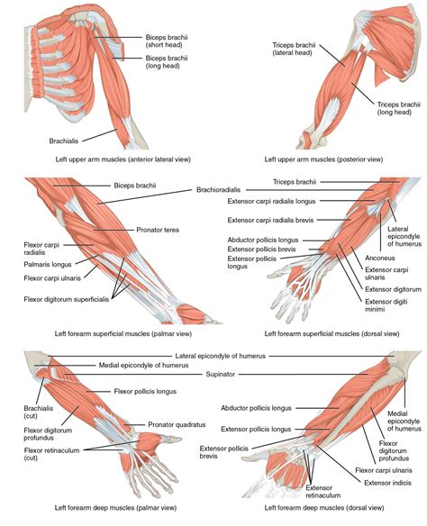 Muscles of the Pectoral Girdle and Upper Limbs | Anatomy and Physiology I