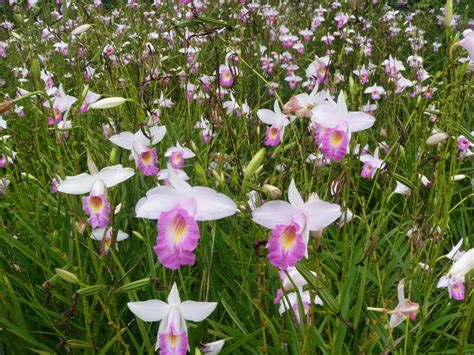 Arudina Graminifolia Bamboo Orchid – Aloha Tropicals