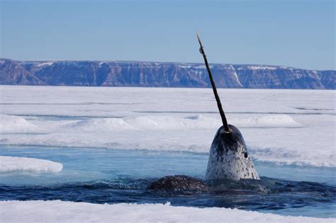 Why narwhal are the most vulnerable to a warmer, louder Arctic - WWF.CA