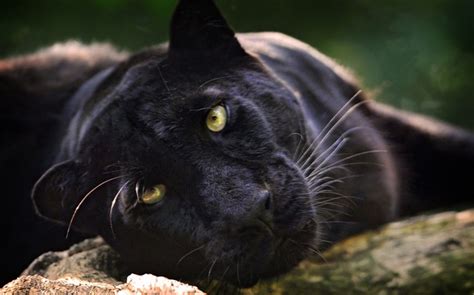 Black panther, face, yellow eyes HD Wallpapers | Animals | Desktop ...