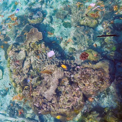 Plastic Pollution Is Killing Coral Reefs, 4-Year Study Finds | NCPR News