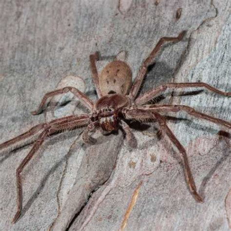 Huntsman Spiders - Clear-out Group