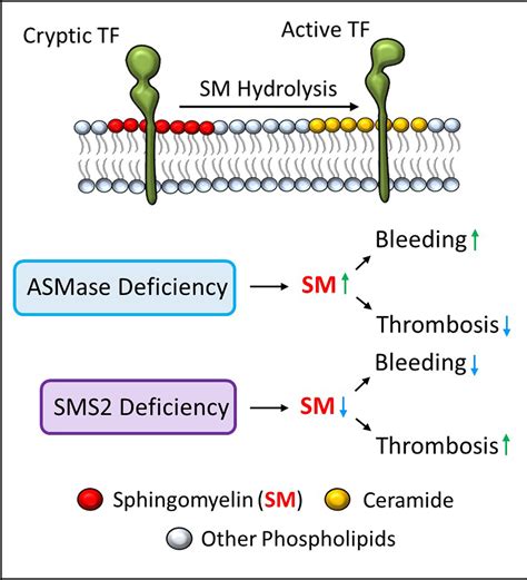 Alterations to Sphingomyelin Metabolism Affect Hemostasis and ...