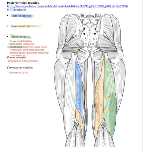 Knee Flexion Anatomy