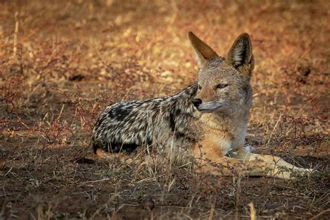 Black-backed Jackal Relaxing Photograph by MaryJane Sesto - Fine Art ...