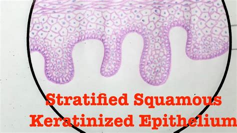 Stratified Squamous Epithelium Definition, Types Examples, 56% OFF