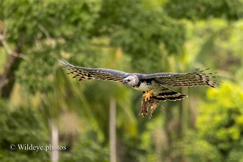 Harpy Eagle with prey | BirdForum