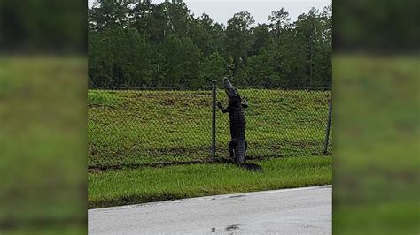 CAUGHT ON CAMERA: Alligator climbing a fence in Florida | localmemphis.com