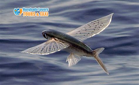 Flying fish "Exocoetidae", Red Sea Fishes - Diving Egypt