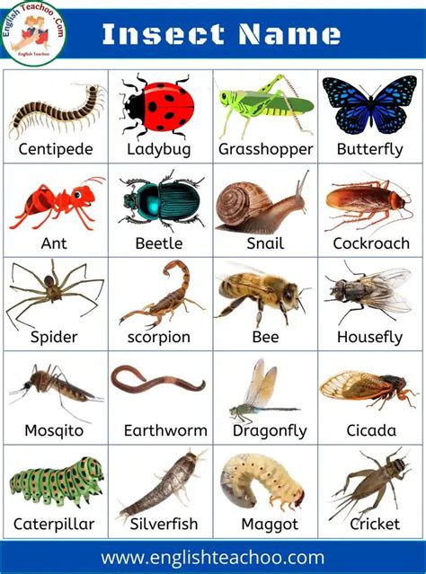 List of all Insects Name in English with Pictures - EnglishTeachoo ...