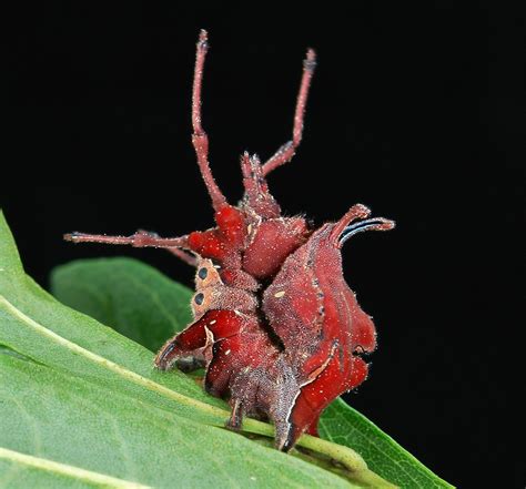 Lobster Moth Caterpillar (Stauropus sp., Notodontidae) | Flickr