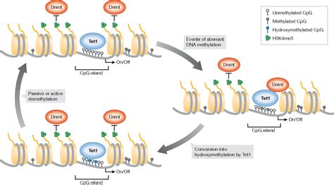 Figure 3 from DNA methylation: TET proteins-guardians of CpG islands ...