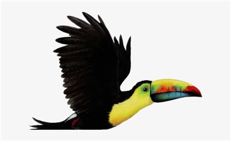 Toucan Clipart Flying - Toucan Bird Png - Free Transparent PNG Download ...