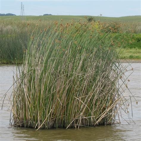 Wetland Plants | Petaluma Wetlands Alliance