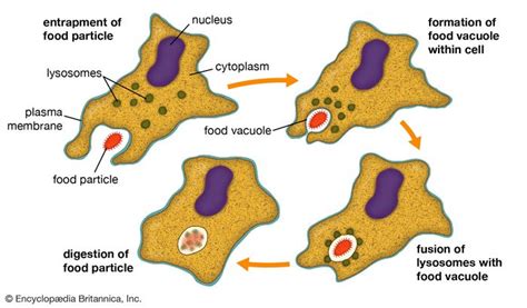 phagocytosis | Definition, Process, & Examples | Britannica