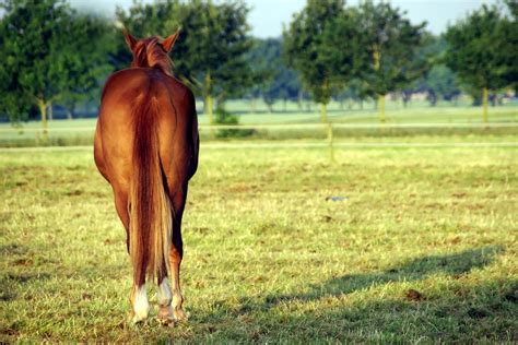 Pinworms (Oxyuris Equi) in Horses: Symptoms, Treatment & Prevention ...