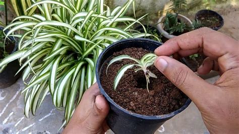 Spider Plant (chlorophytum Comosum) Propagation Method-1 By ...