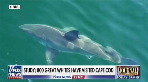 'First-ever sighting' of newborn great white shark possibly captured in ...