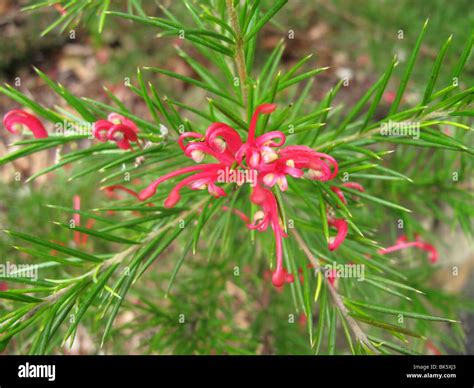 Grevillea flowers Stock Photo - Alamy