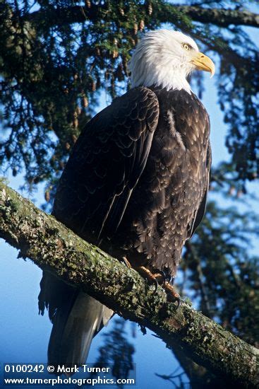 Pacific Northwest: Wildlife | Turner Photographics