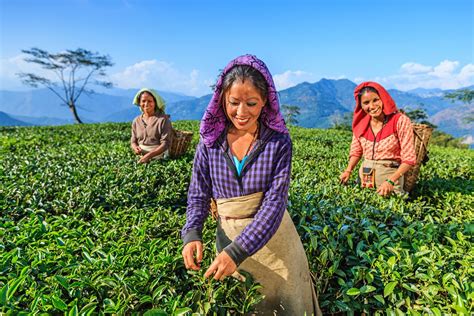 Darjeeling Tea Planters Again Seek MIP For Tea Imports From Nepal In ...