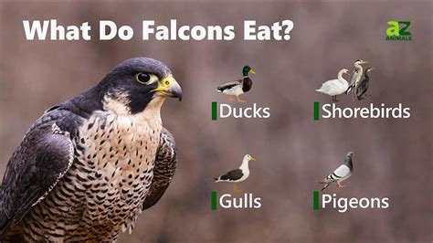 Falcon Bird Facts - falcons - 实验室设备网