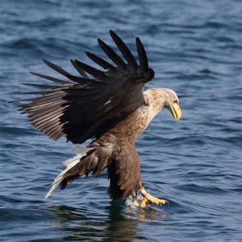 White-tailed Eagle | BTO - British Trust for Ornithology