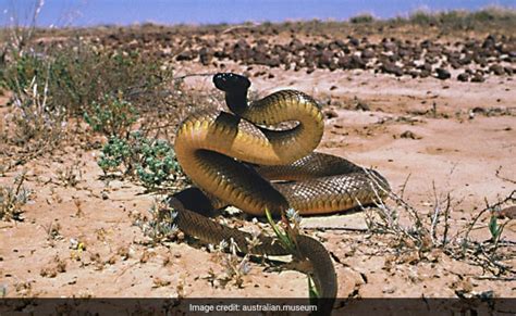 Inland Taipan Is The World's Most Venomous Snake, Its Single Bite Can ...