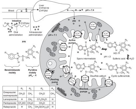 General chemical structure and mechanism of action of proton pump ...