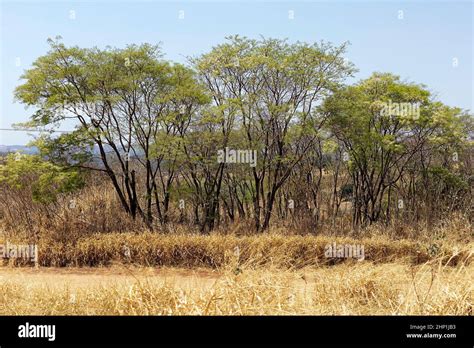 cerrado brazil dry vegetation outdoors trees Stock Photo - Alamy